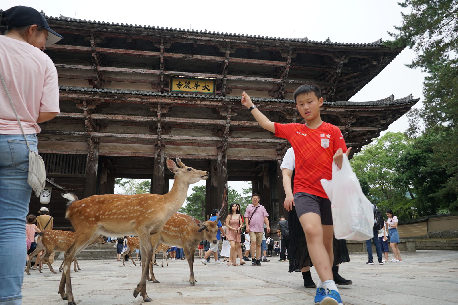 A boy in a red shirt feeding deer with the Nandaimon gate towering behind him, several young deer crowding around for crackers