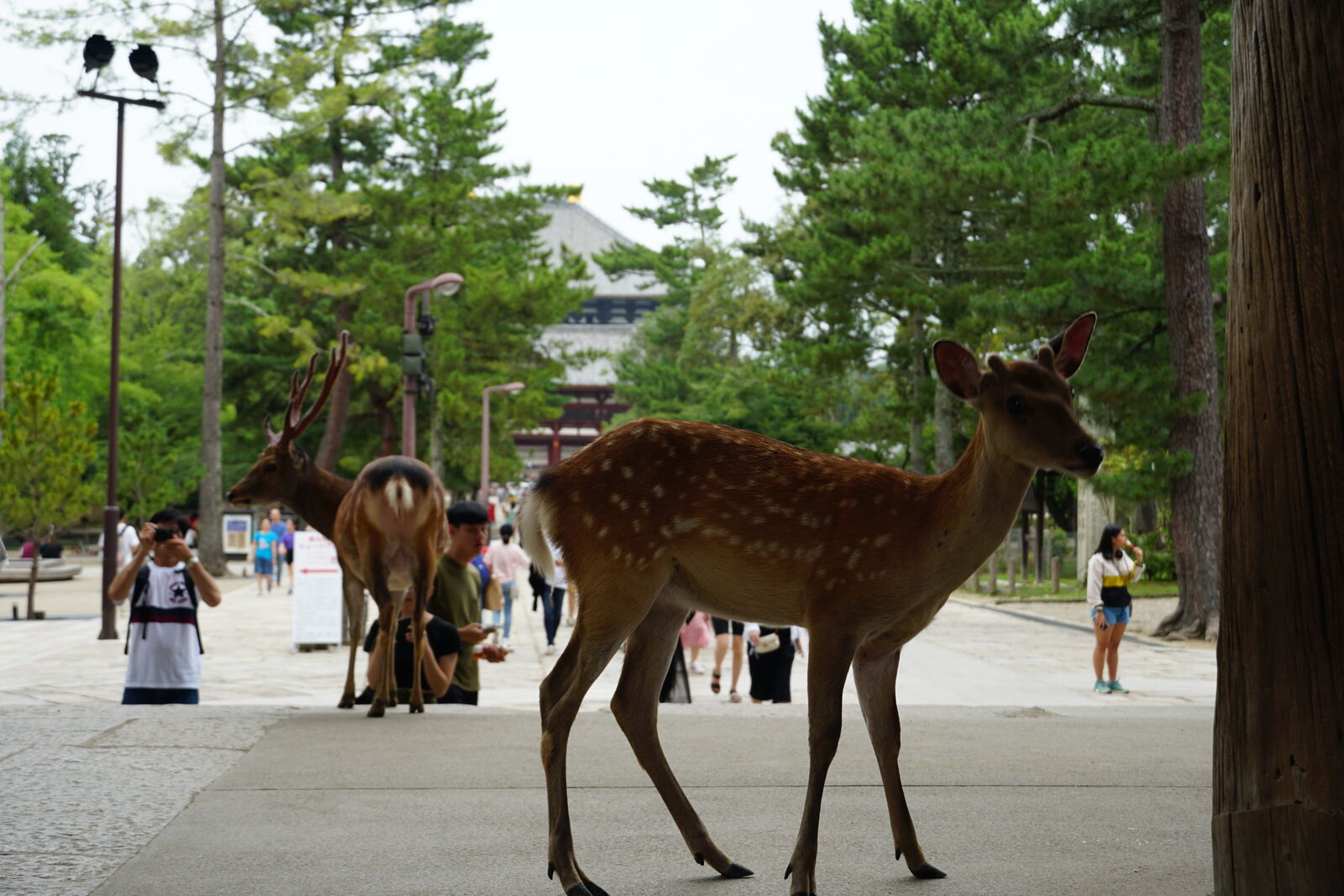 Deer standing in the foreground with Todai-ji's massive roof and golden ornaments visible through the trees behind, the classic Nara composition of nature and temple