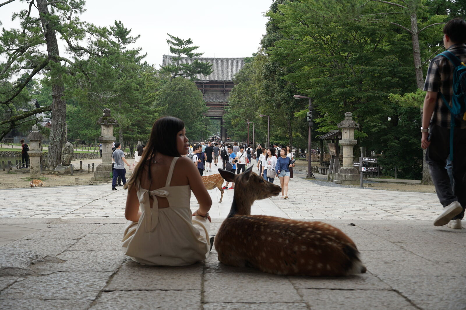 A young woman sitting cross-legged on the stone path with a deer lying beside her, the Nandaimon gate visible in the distance, a moment of shared stillness