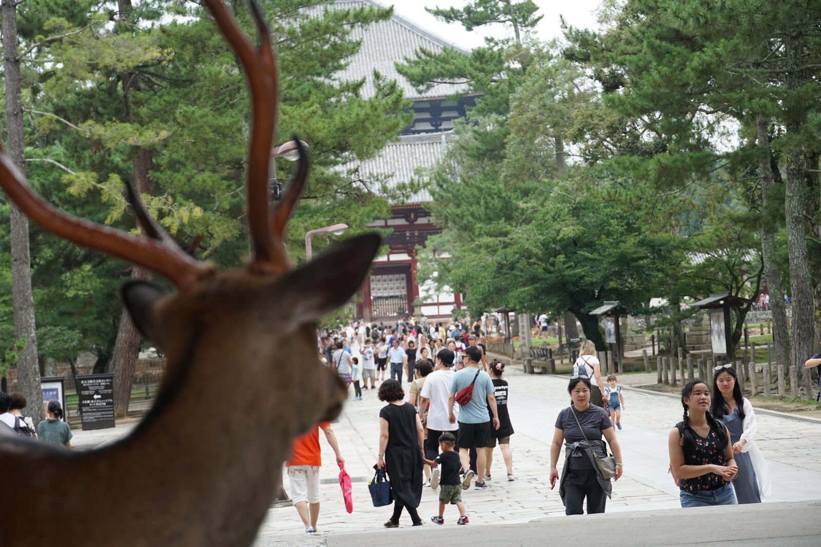 A buck's antlers in the foreground with the busy approach path and temple gate visible behind, the deer watching the tourists from a vantage point