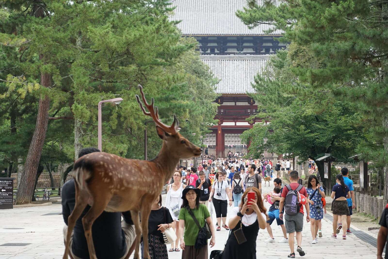 A buck standing tall on the approach path, antlers above the crowd, Nandaimon gate and busy visitors filling the background