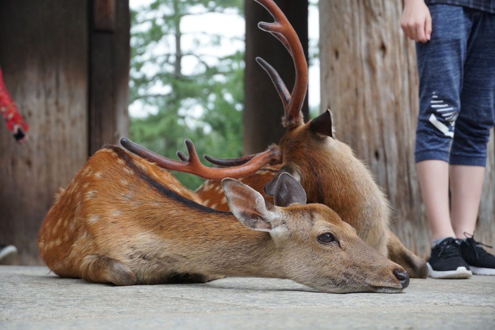 A buck resting on the stone floor beneath the Nandaimon gate, his head lowered, antlers catching the light, a picture of complete calm