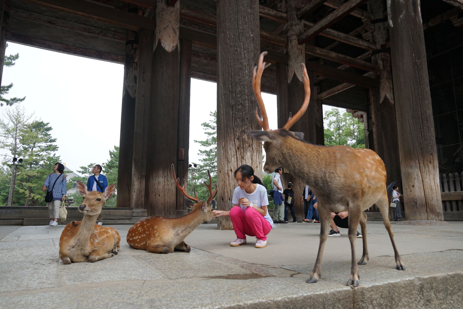 Multiple deer resting and standing under the enormous wooden pillars of the Nandaimon gate, a girl crouching to interact with them, the ancient timbers dwarfing everyone