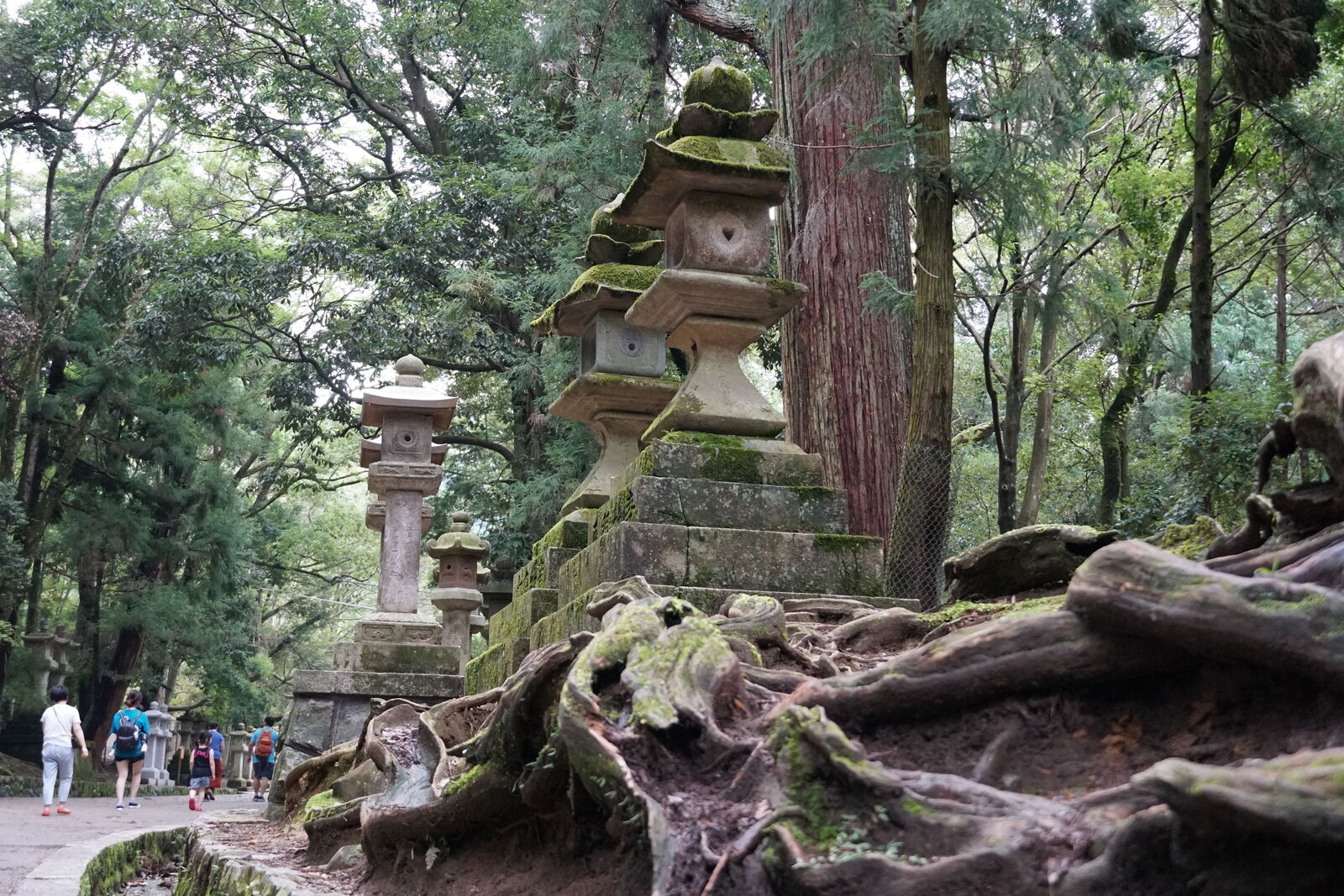 Moss-covered stone lanterns among ancient tree roots in the Kasuga forest, the massive root systems twisting around the centuries-old offerings, green light filtering through the canopy