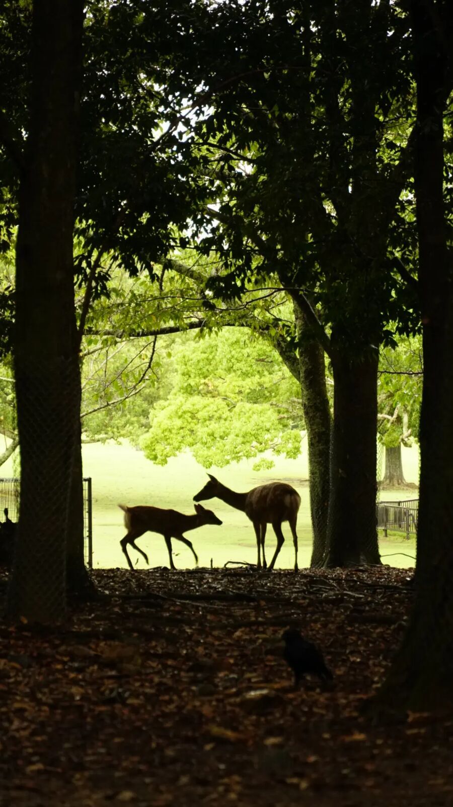 Two deer silhouetted under a canopy of trees, backlit by golden green light filtering through the leaves, one fawn reaching up to its mother