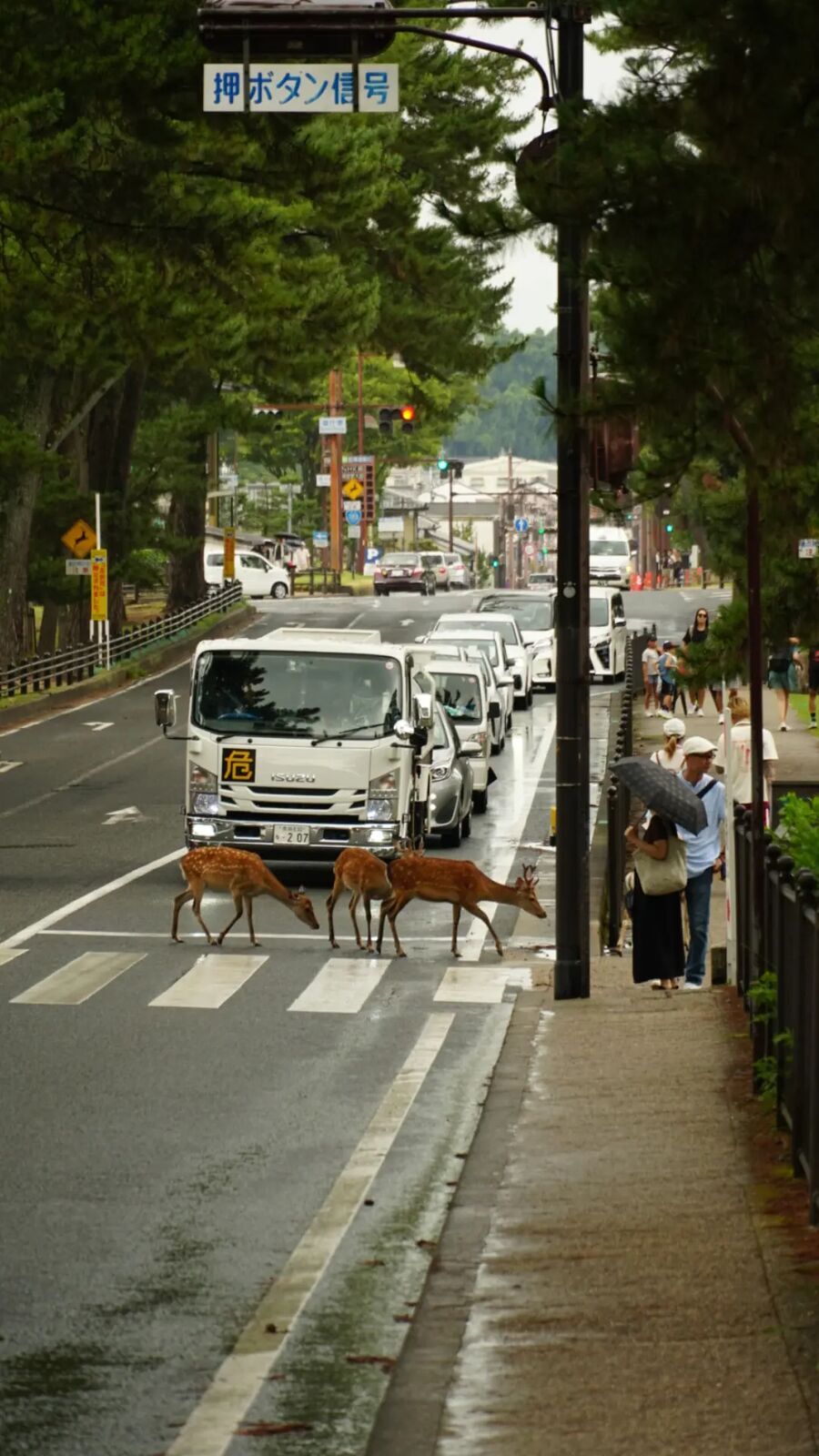 Three deer crossing a busy road at a pedestrian crossing, a truck waiting patiently, tourists watching from the sidewalk, the surreal everyday reality of Nara