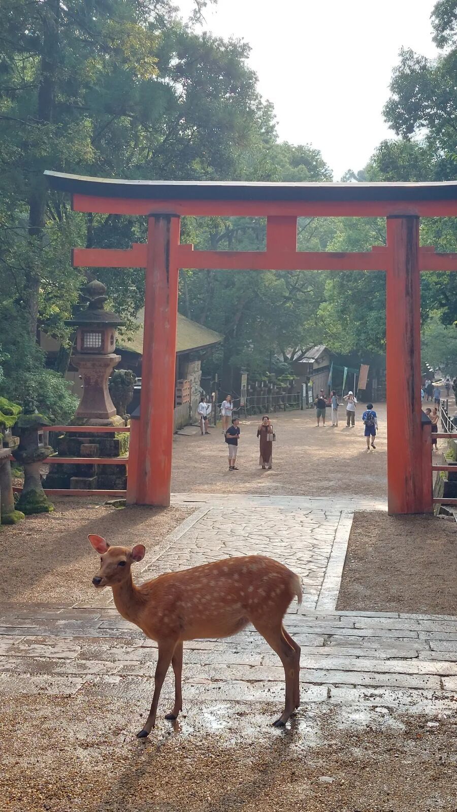 A deer standing in front of a large red torii gate at the entrance to Kasuga Taisha shrine, the path stretching into the misty forest behind, a perfectly composed moment of the sacred and the wild