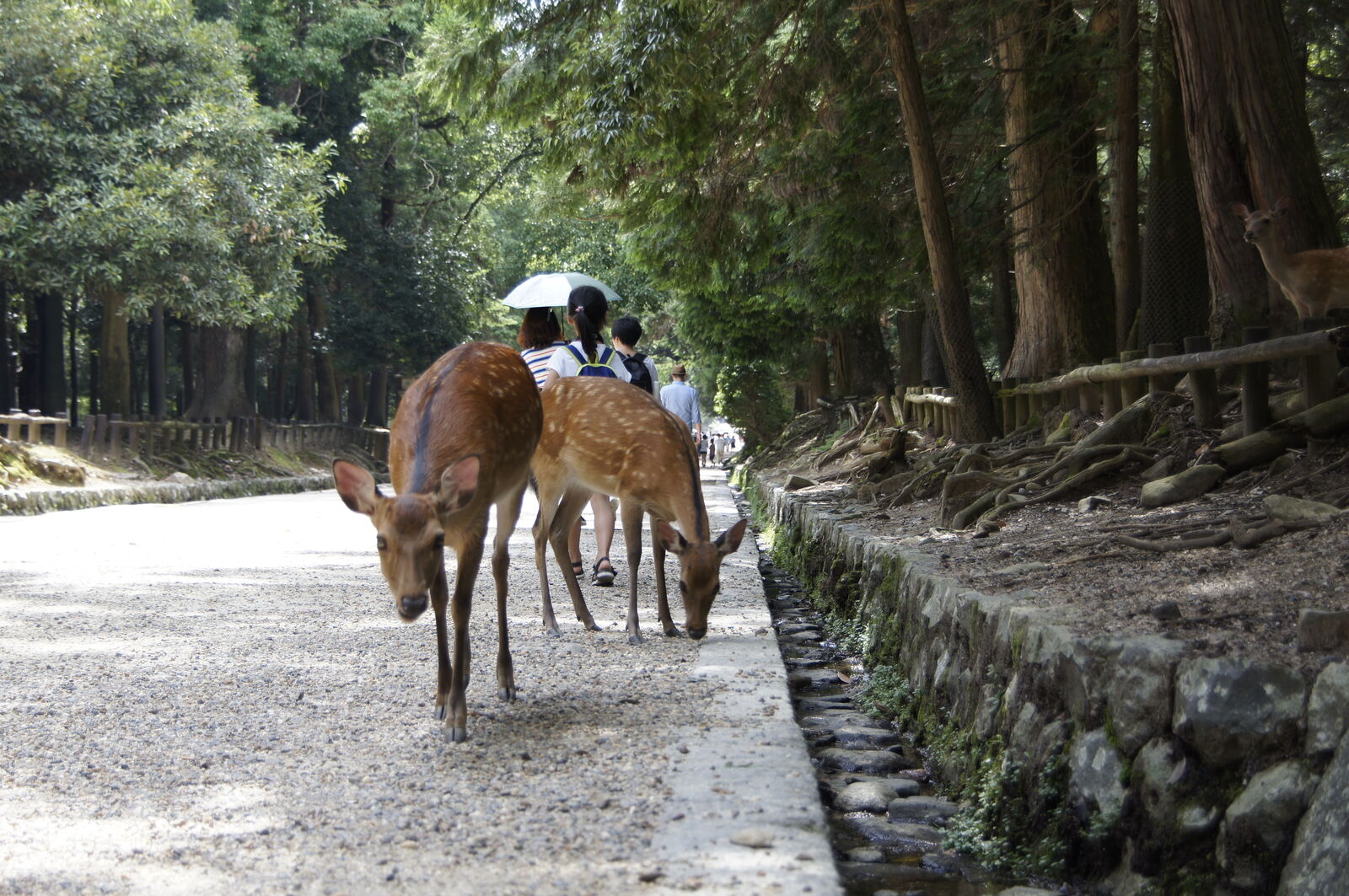Two deer walking together down a quiet forest path, visitors with parasols ahead of them, the path lined with exposed tree roots and stone lanterns