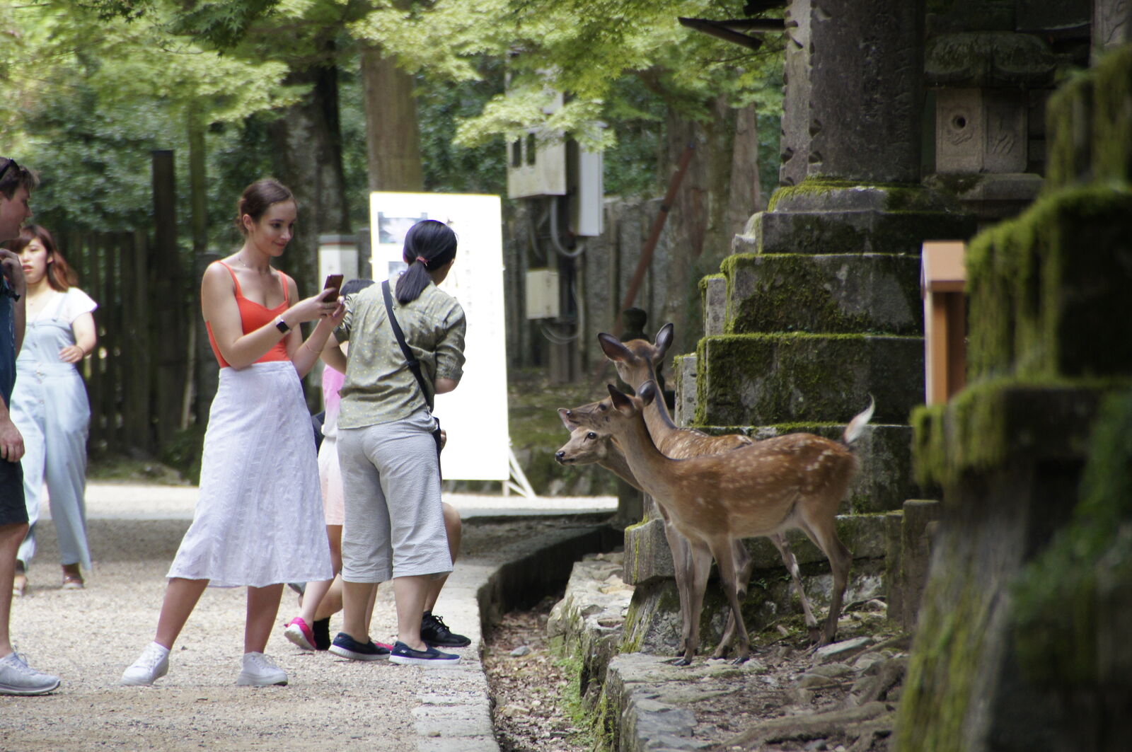 Tourists photographing deer among moss-covered stone structures in the forest, the spotted animals standing calmly between the ancient stone lanterns