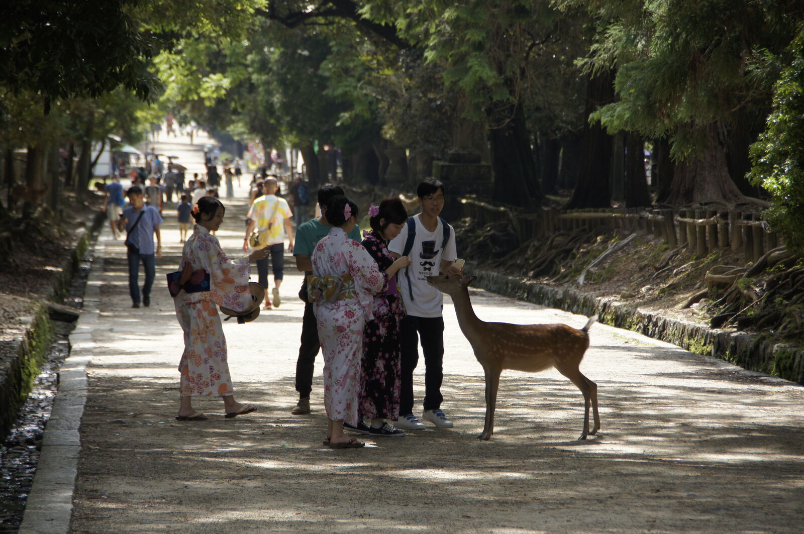 Women in traditional summer kimono walking down a shaded forest path with deer alongside them, dappled sunlight filtering through the canopy