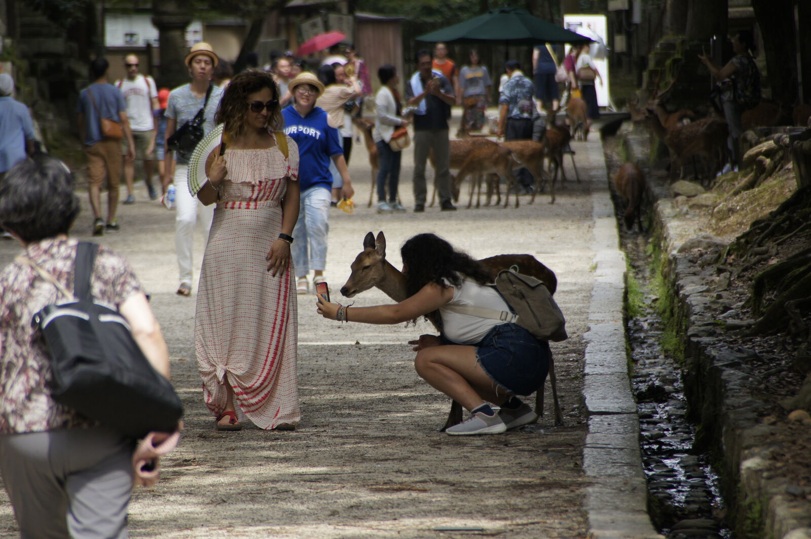A tourist crouching to photograph a deer up close while another visitor looks on, the busy path full of deer and people interacting