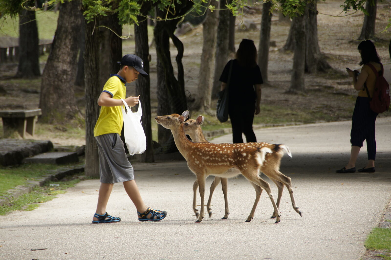 A boy in a yellow shirt being followed by two eager deer on a tree-lined path, the deer clearly hoping for food