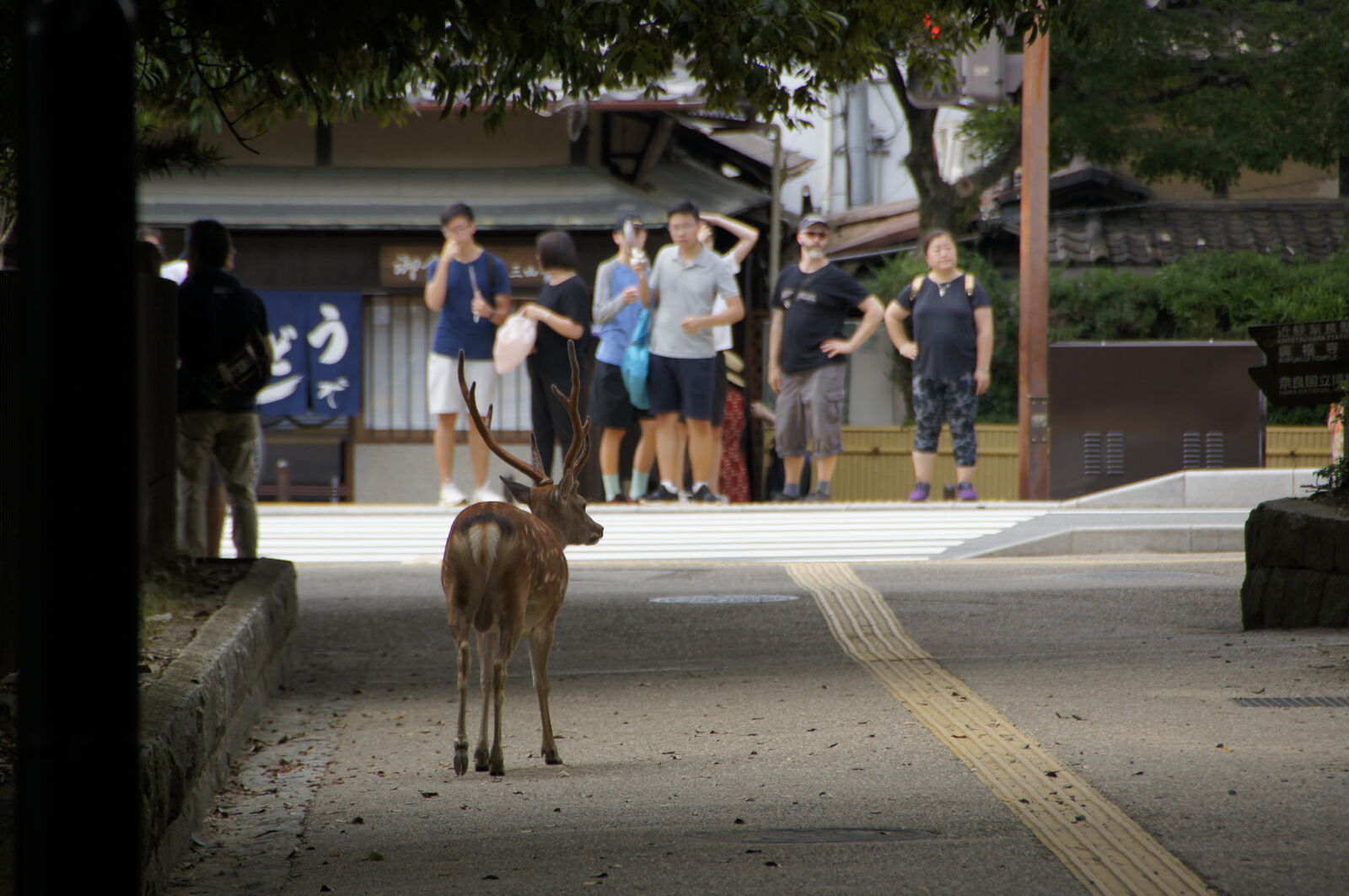 A buck with impressive antlers walking toward the shopping street, seen from behind, tourists and shops visible ahead, the deer moving through town like he owns it