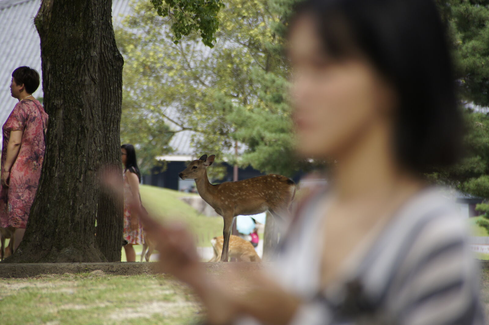A deer standing in the park with a person checking their phone in the soft foreground blur, everyday life in Nara where humans and deer share the same space