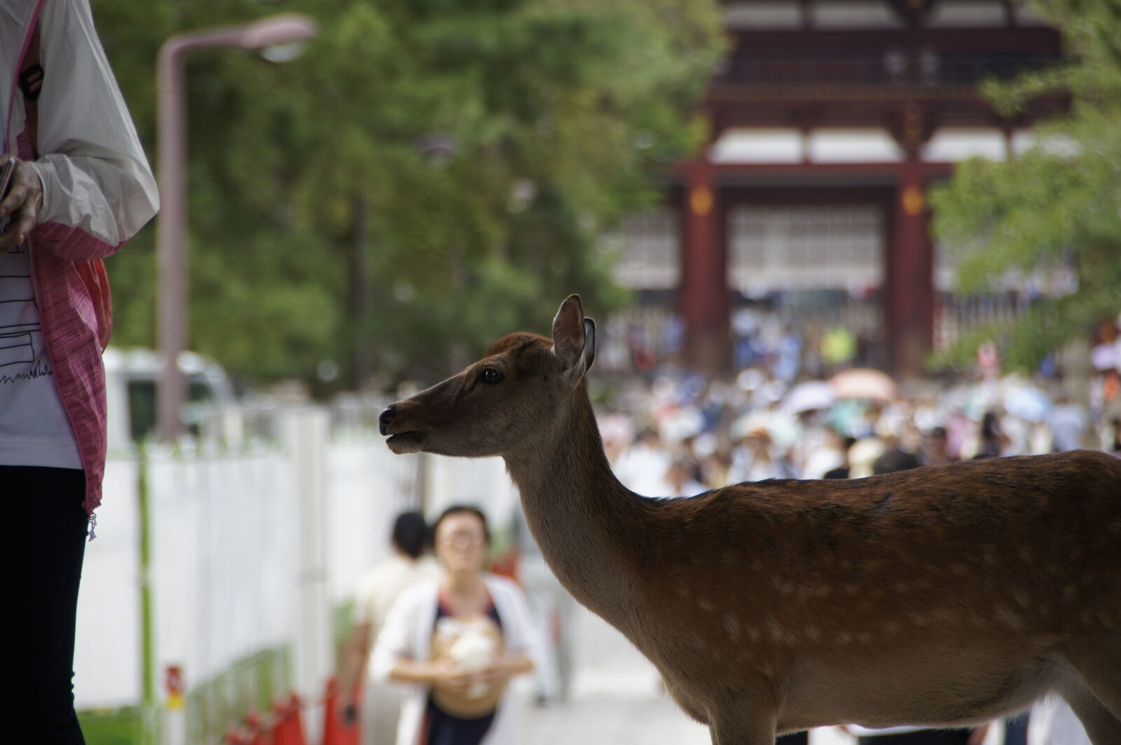 A deer standing in profile with the blurred Nandaimon gate in the background, tourists streaming past, the deer completely indifferent to the crowds