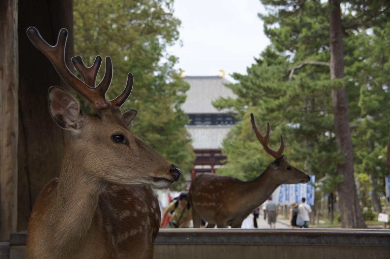 Two bucks in close-up with Todai-ji visible through the trees behind them