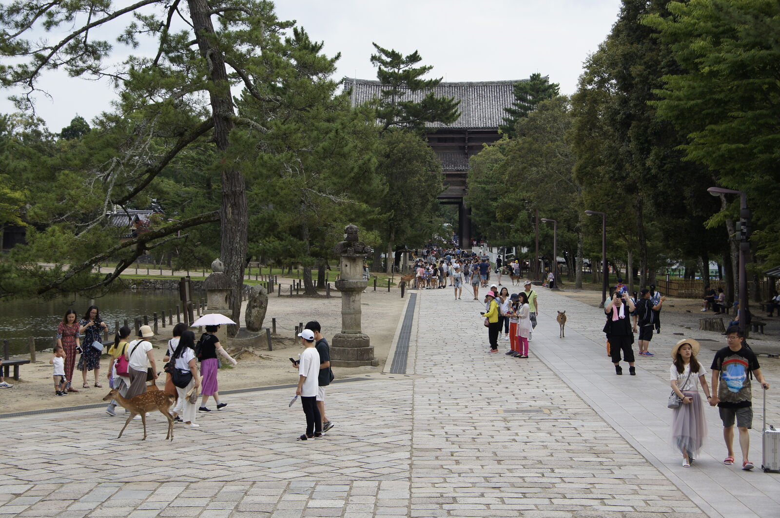 The wide path between Todai-ji and the Great South Gate, visitors and deer sharing the tree-lined walkway beside a tranquil pond