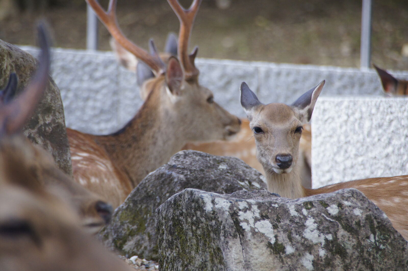 Close-up of deer faces between rocks, a young fawn looking directly at the camera with bright curious eyes, surrounded by the warm bodies of resting adults