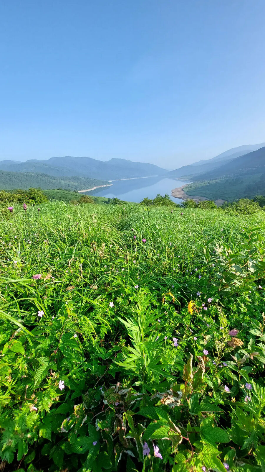 Alpine meadow with wildflowers in the early morning, a reservoir in the valley below and mountains in the distance