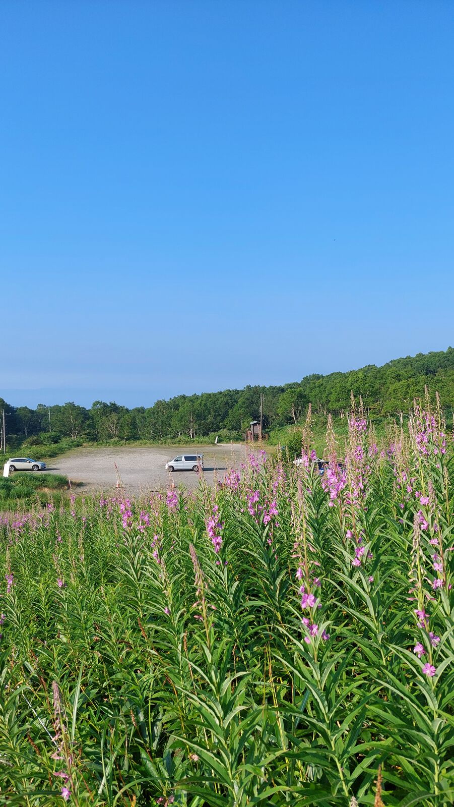 Campervan on a gravel parking area surrounded by pink wildflowers near Lake Nozori, mountains in the background