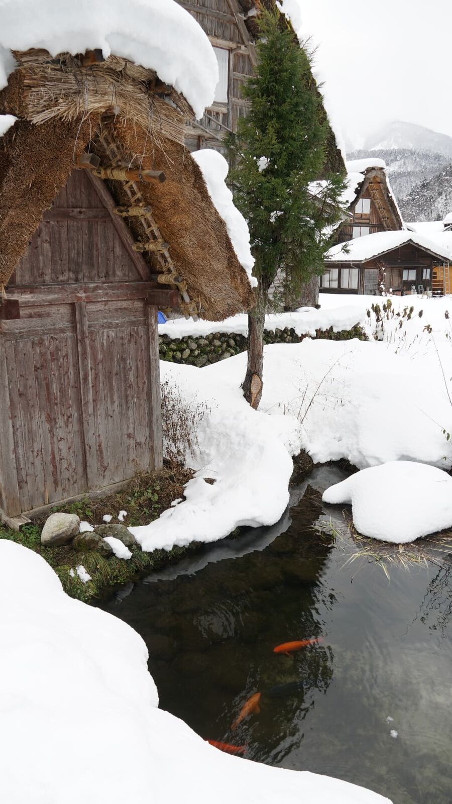 Koi fish visible under thin ice in a snow-rimmed pond beside a traditional house