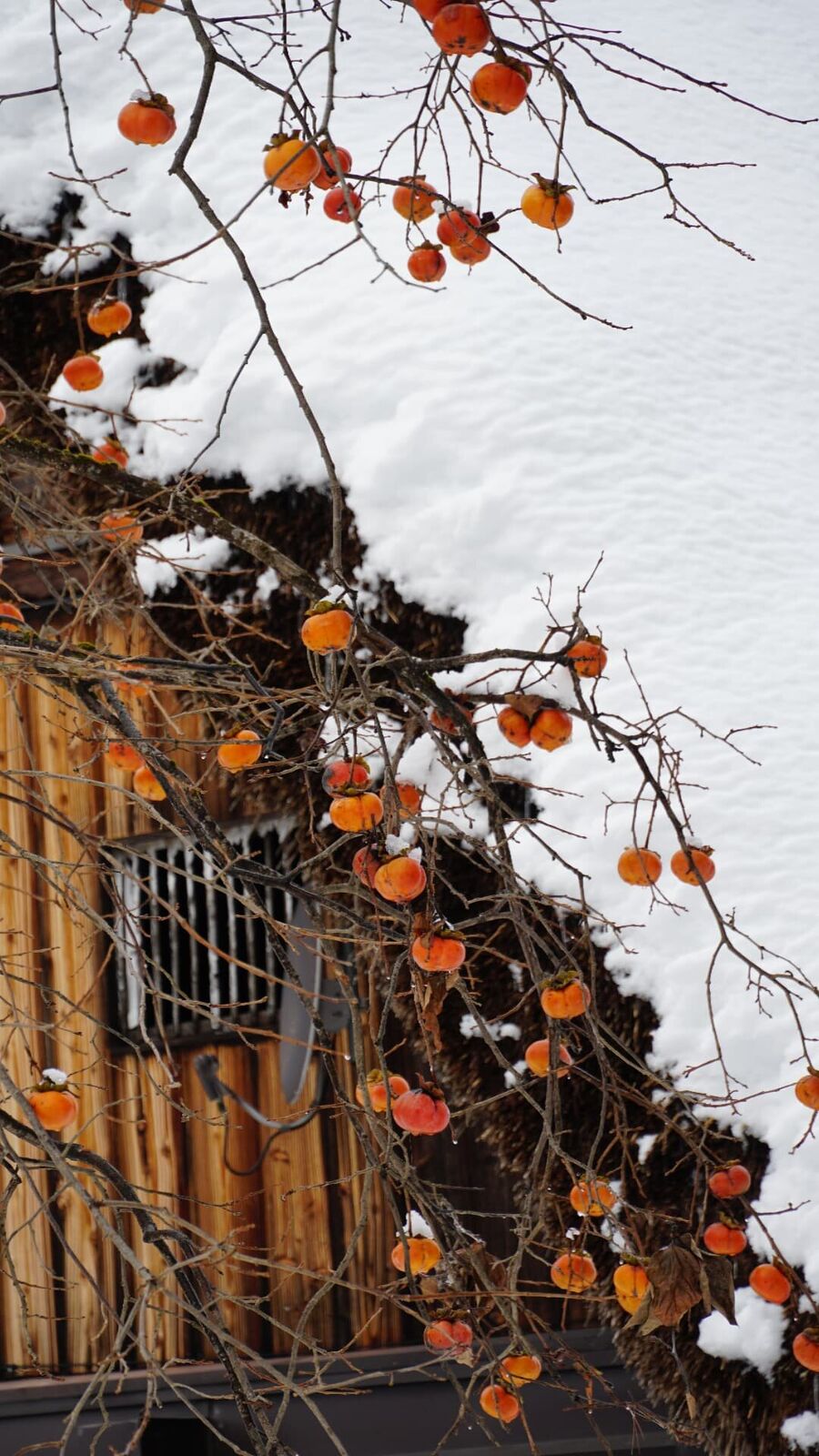 Close-up of persimmon fruit with soft bokeh of snowy village behind, orange against white
