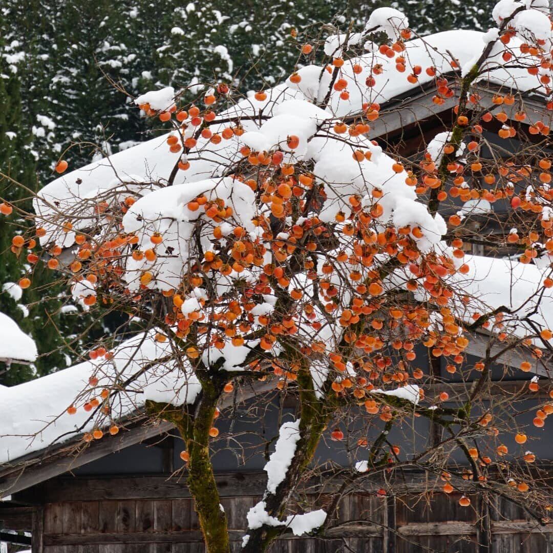 A persimmon tree laden with dozens of bright orange fruit, snow-covered rooftops and evergreens behind
