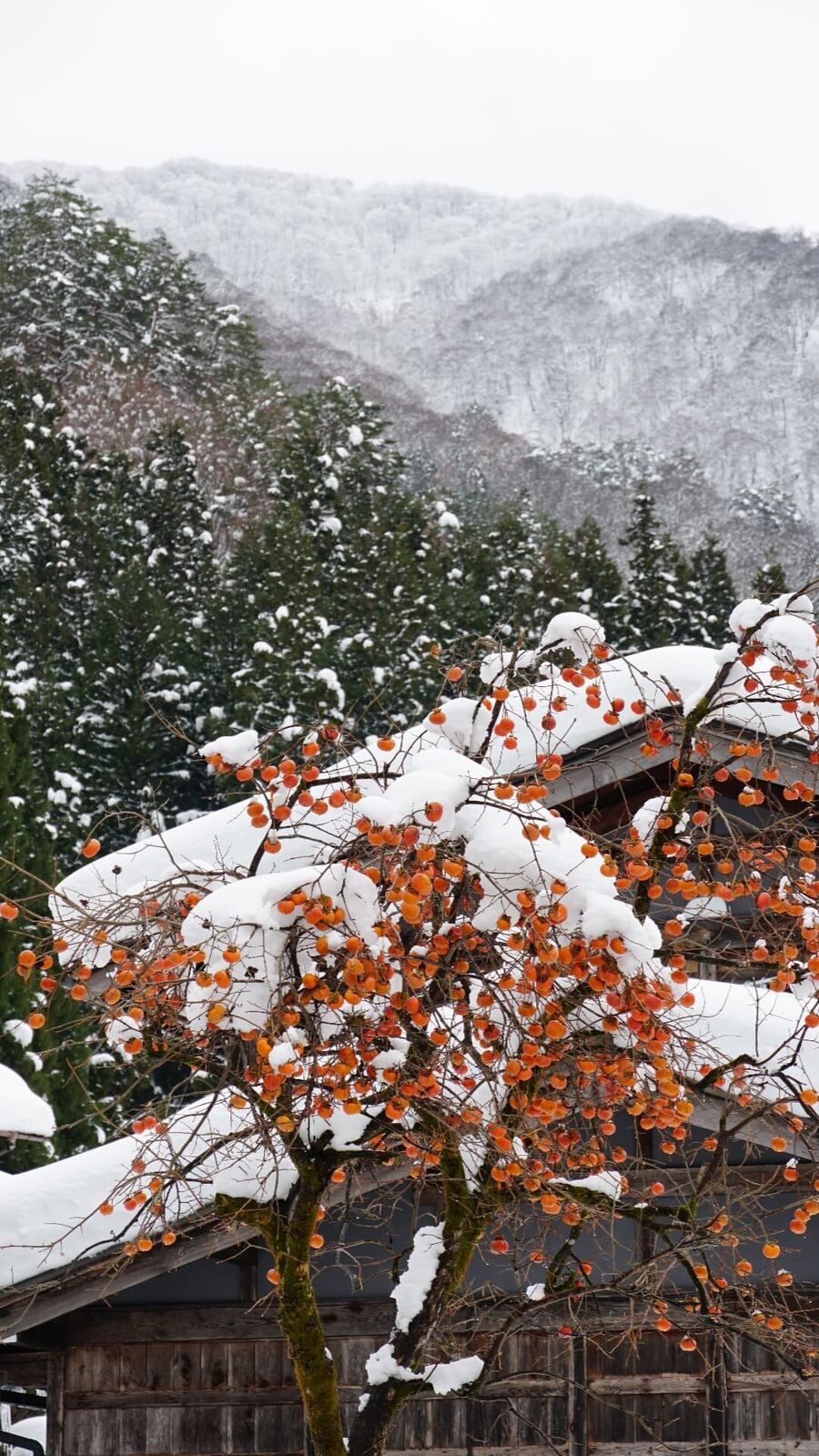 Bright orange persimmon fruit on bare branches with a snow-covered thatched roof behind