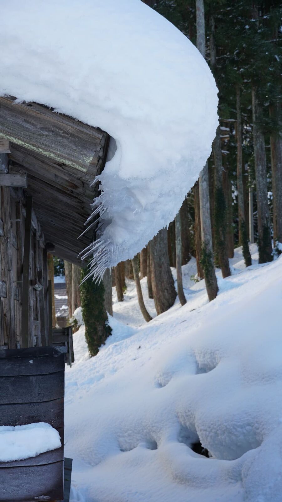 Massive snow overhang on a thatched roof with long icicles forming, cedar forest visible behind