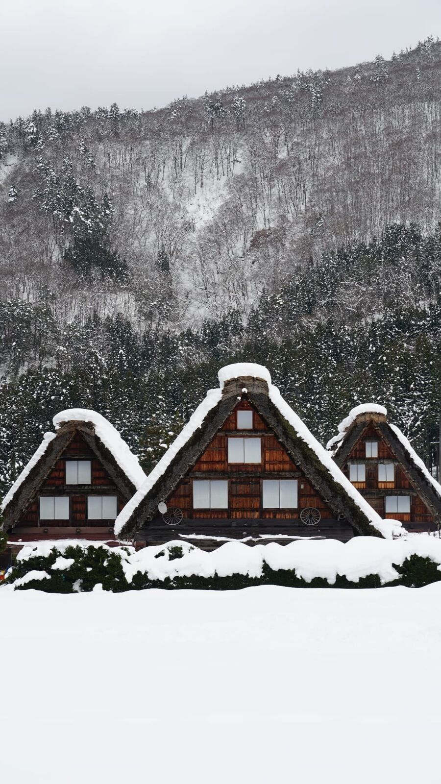 Three Gassho-zukuri houses rising from deep snow field, mountains and forest in the background