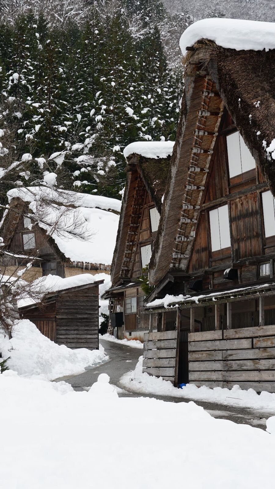 Two Gassho-zukuri houses seen close up from the village street, steep thatched roofs covered in snow, forest behind