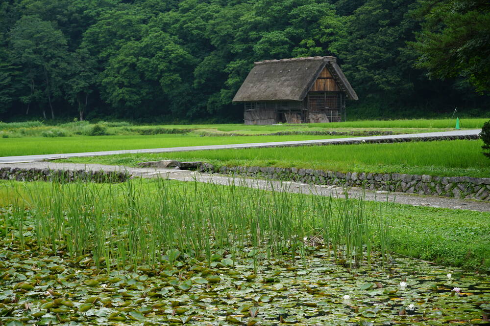 A Gassho house reflected in a lily pond with green reeds in the foreground