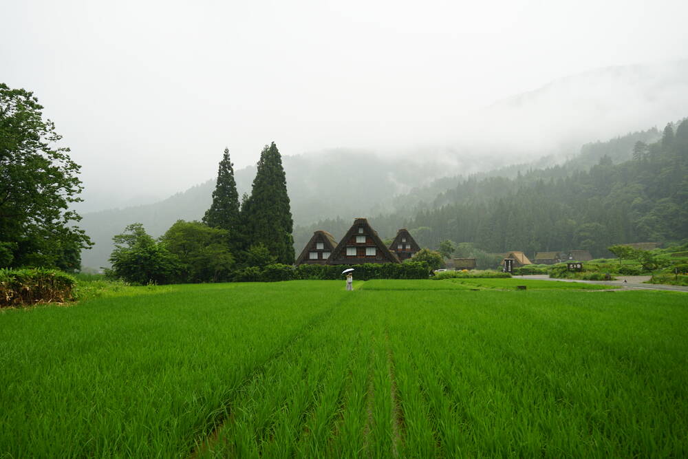 Gassho-zukuri thatched houses emerging from morning mist above lush green rice paddies in the valley