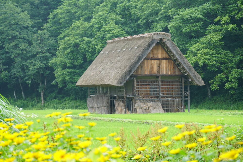 A single Gassho-zukuri house surrounded by yellow flowers and bright green rice paddies