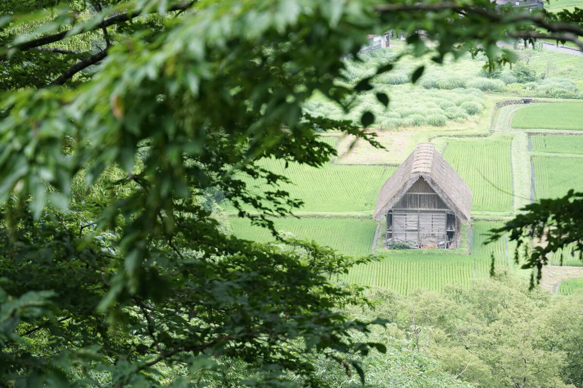 Close-up detail of a weathered thatched roof showing the layered straw construction and craftsmanship of traditional Gassho building