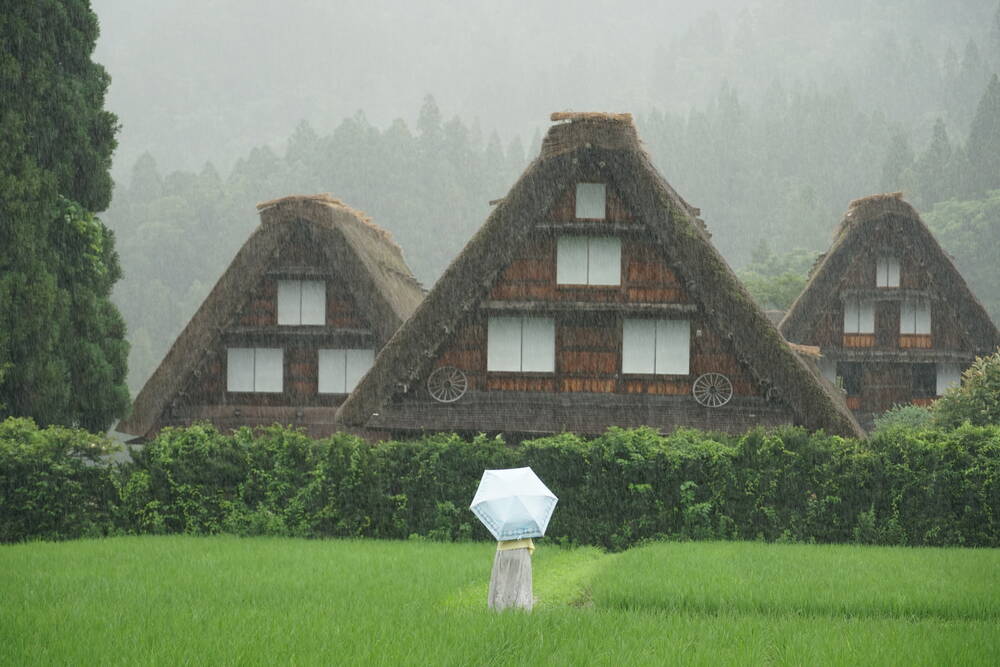 A woman with a white umbrella standing in a rice field in front of three Gassho-zukuri houses in heavy rain