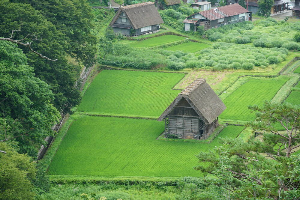 View down from the Shiroyama viewpoint to geometric patterns of rice fields and scattered Gassho houses in the valley below