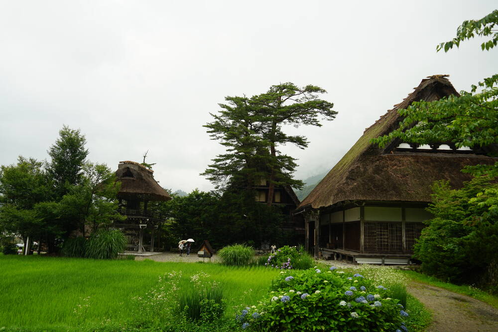 Multiple Gassho houses with a large pine tree, hydrangeas blooming, misty mountains behind