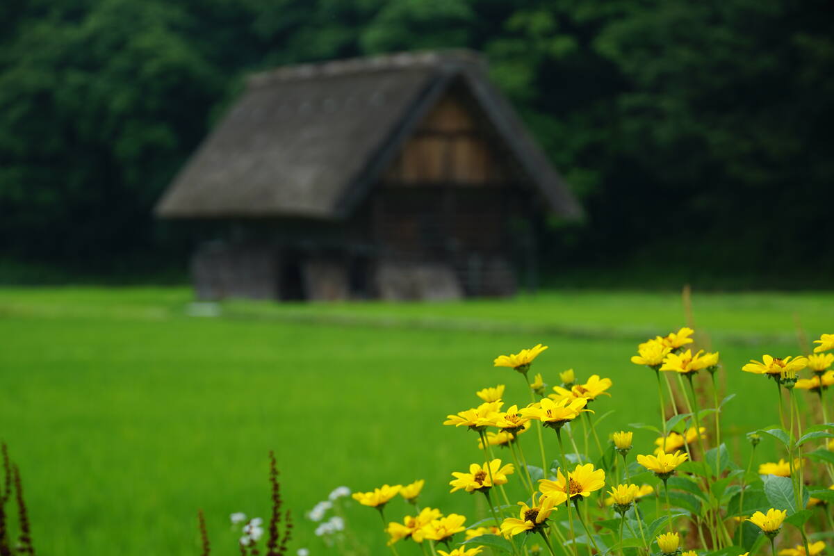 Morning light across village rice fields with Gassho houses silhouetted against pale sky and distant forest