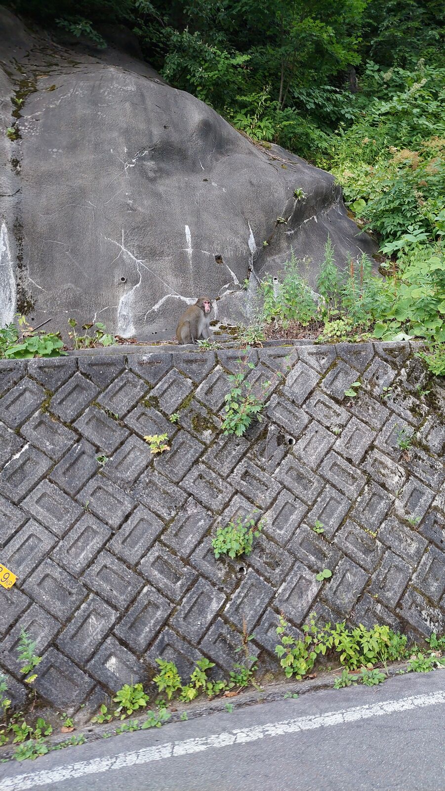 Japanese macaque sitting on the concrete retaining wall beside the mountain road, watching traffic pass