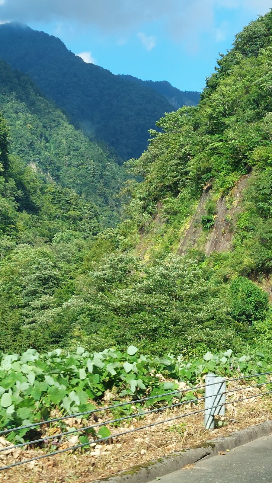 Deep valley covered in lush green forest with mountains rising on both sides