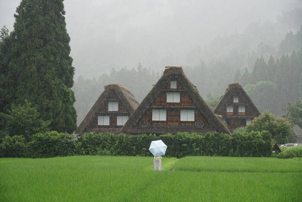 Three Gassho-zukuri thatched houses in heavy rain with person holding umbrella in rice field at Shirakawa-go