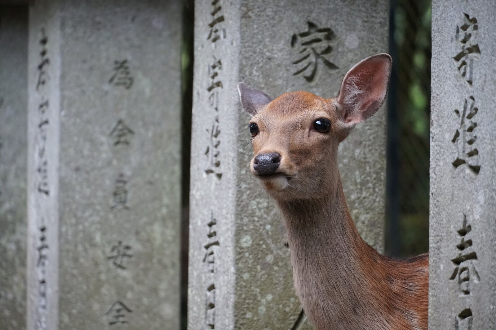 Wild deer standing between ancient stone lanterns in Nara