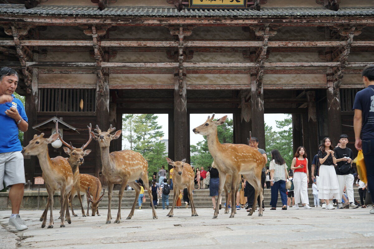Nara deer at Todai-ji gate